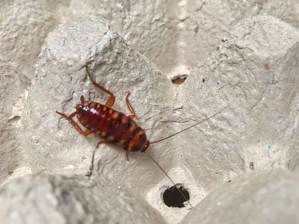 brown-banded cockroach on egg carton