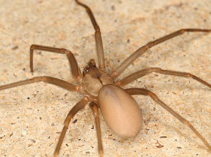 adult brown recluse spider