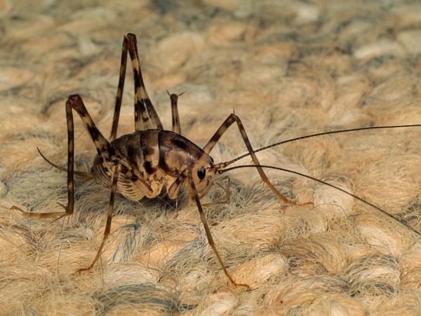 camel cricket inside home