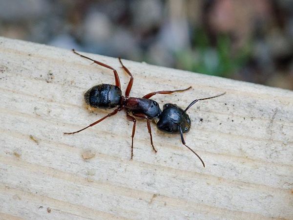 carpenter ant in south carolina crawling on deck
