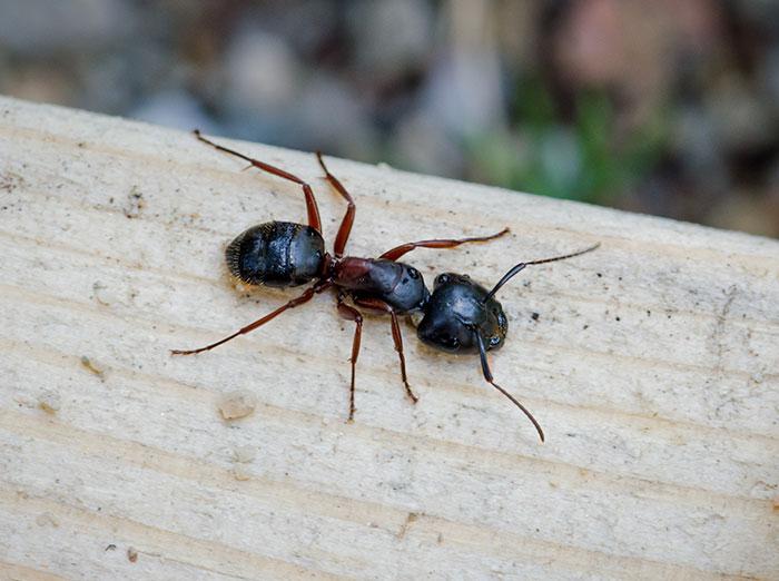 carpenter ant in south carolina crawling on deck