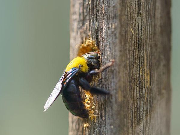 carpenter bee in south carolina