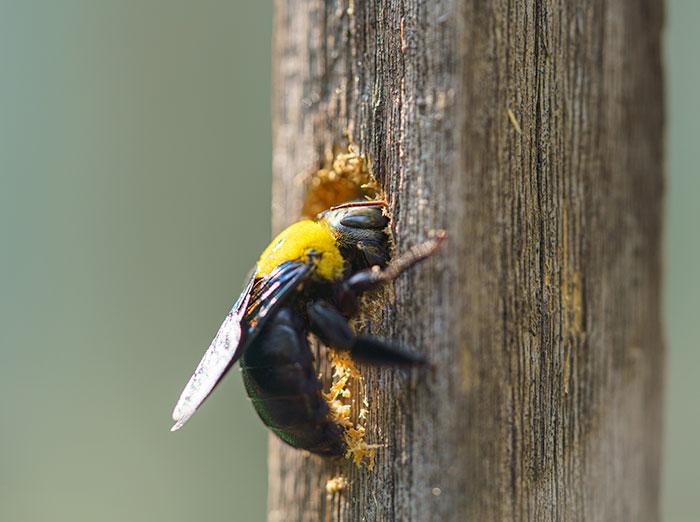 carpenter bee in south carolina