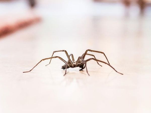 house spider crawling across floor
