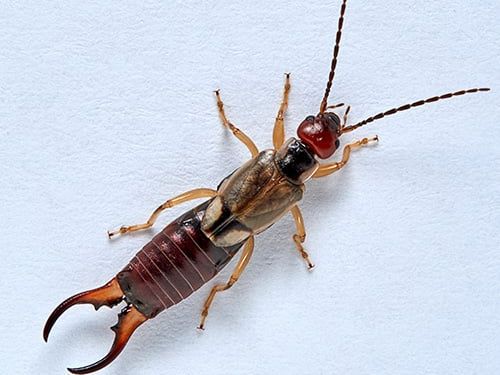 earwig crawling in bathroom