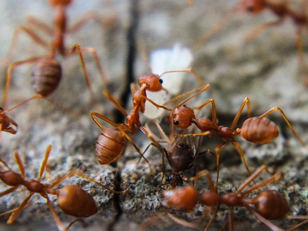 fire ants searching for food