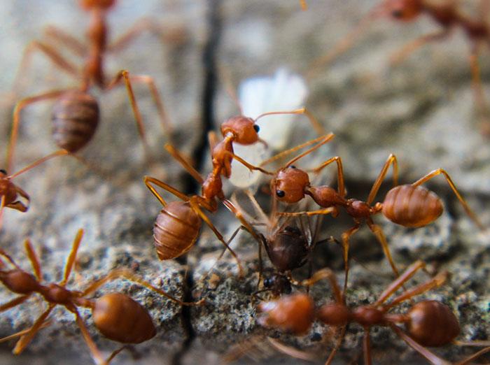 fire ants searching for food