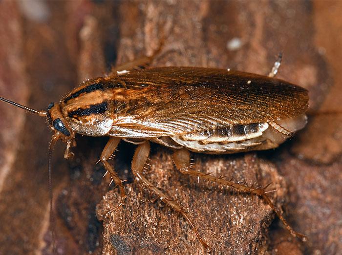 adult german cockroach