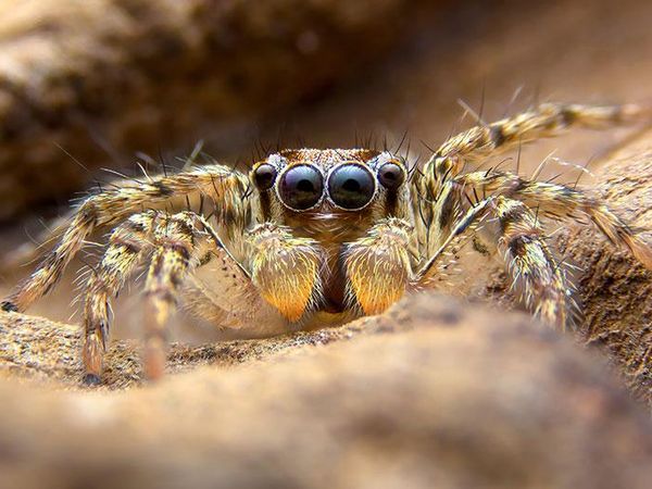 jumping spider