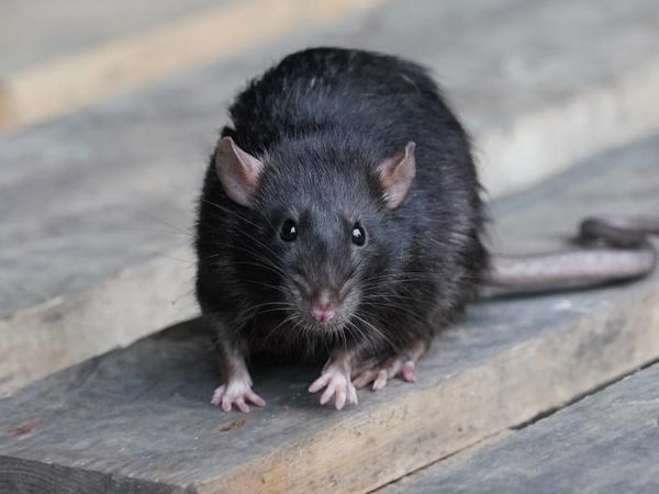 norway rat in yard