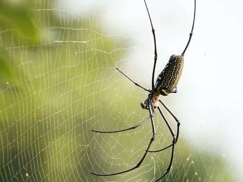 orb weaver spider in wheel-shaped web