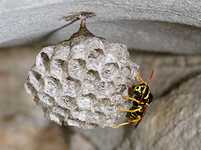 paper wasp nest and single wasp