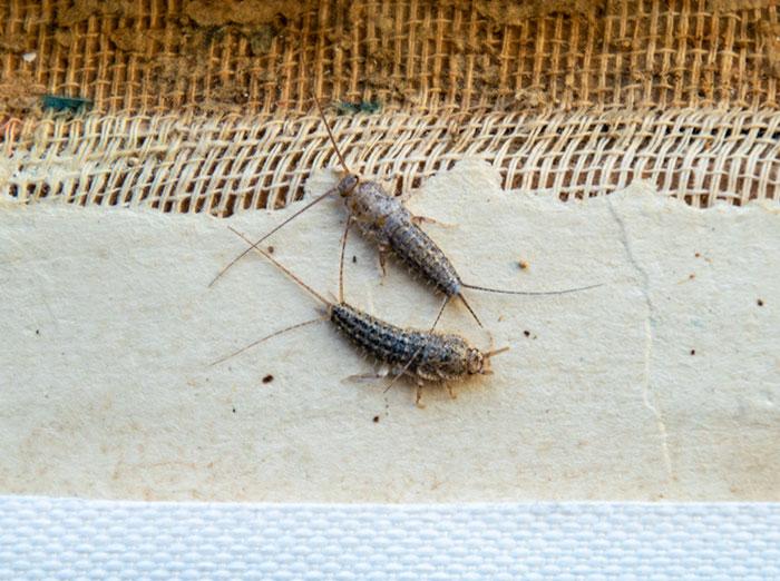 silverfish eating book binding