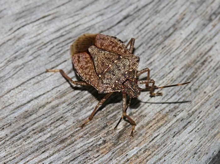 adult stink bug on exterior of house