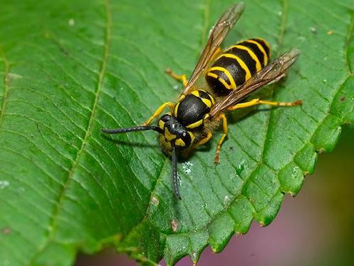 yellow jacket on leaf