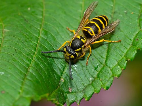 yellow jacket on leaf