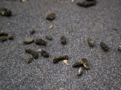rodent droppings