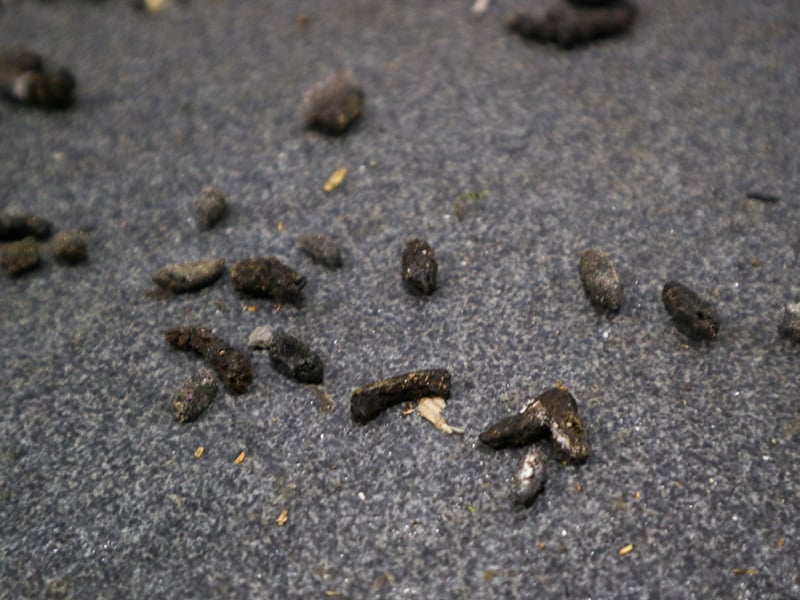 rodent droppings