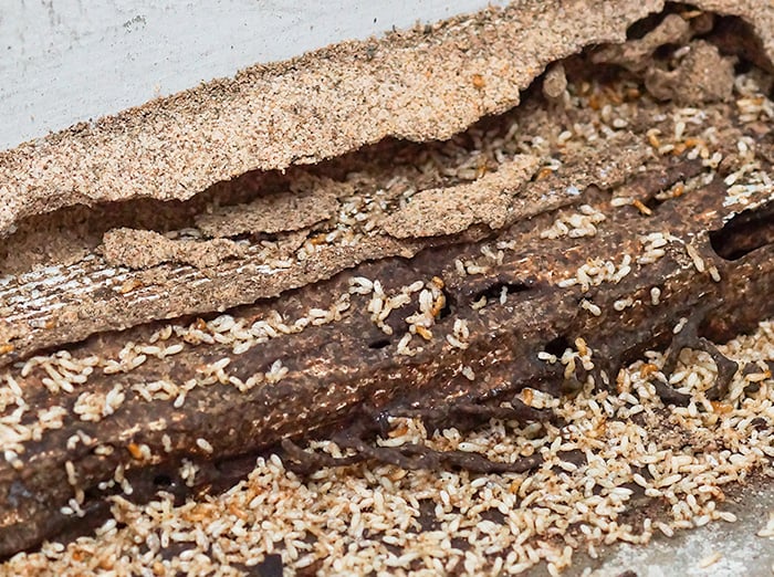 wood damage caused by termites