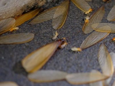 termite swarm on ground
