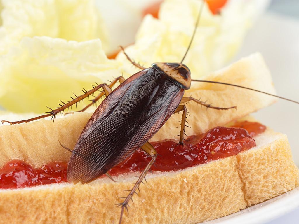 american cockroach crawling on food
