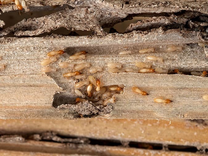 destructive termites infesting wood in phoenix