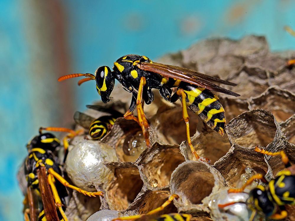 wasps building a nest outside a phoenix home
