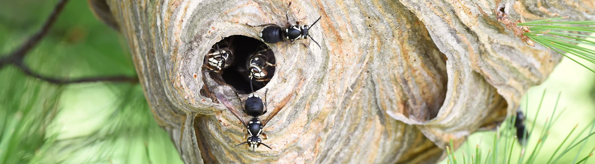 bald-faced-hornets coming out of nest