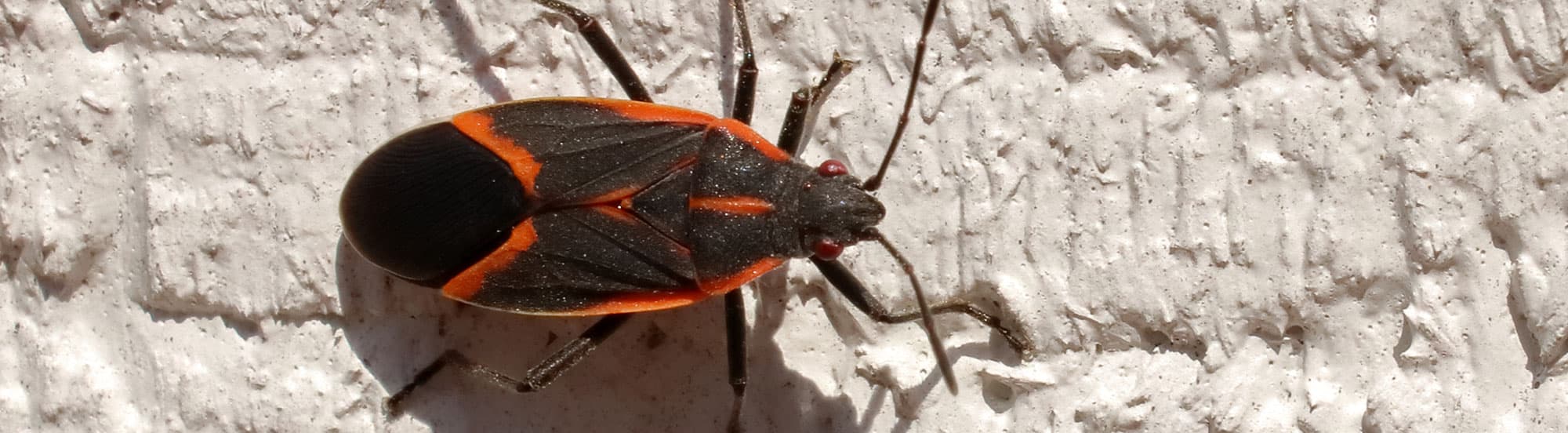 boxelder bug on exterior of house