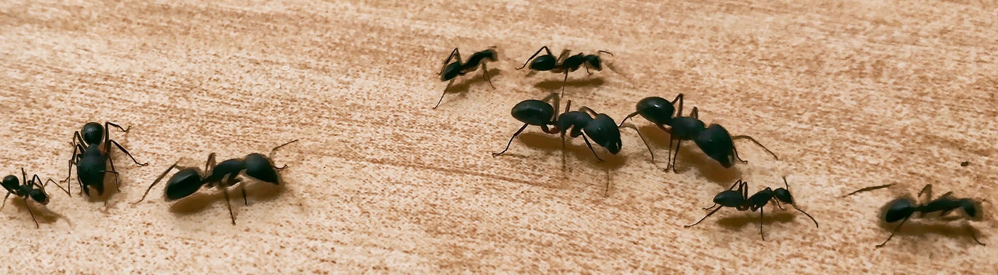 carpenter ants searching for food