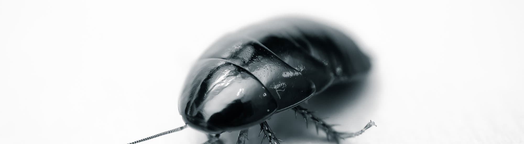 shiny black cockroach