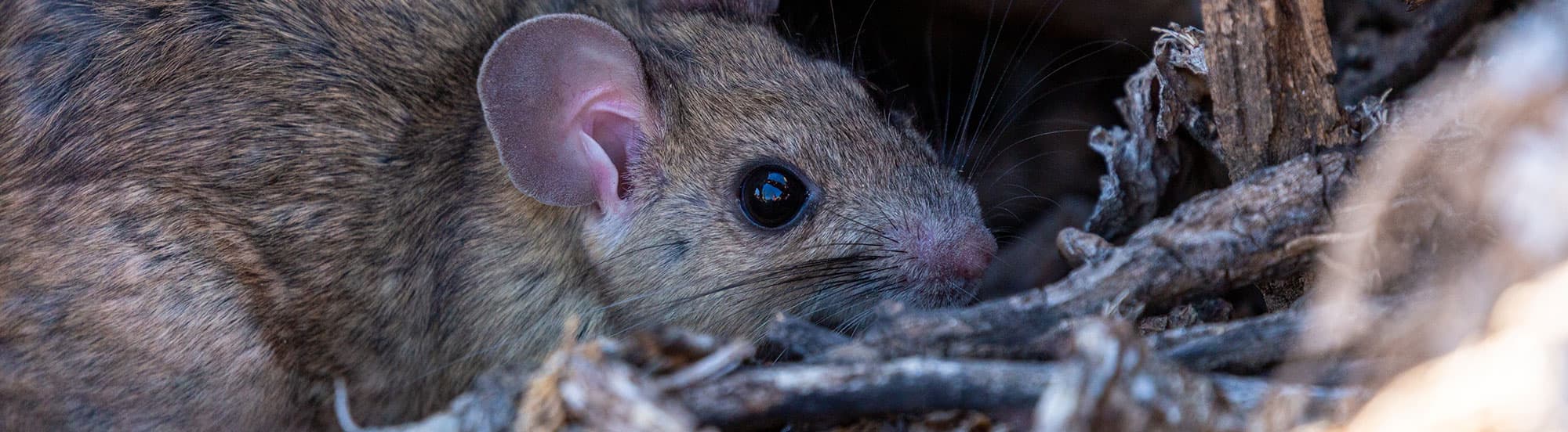 adult norway rat