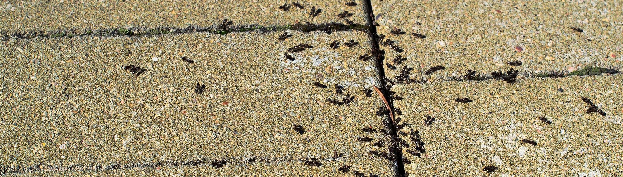 pavement ants in crack in driveway