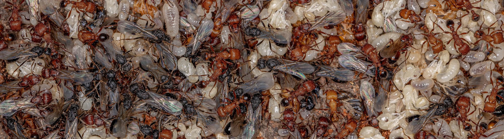 harvester ant workers and swarmers