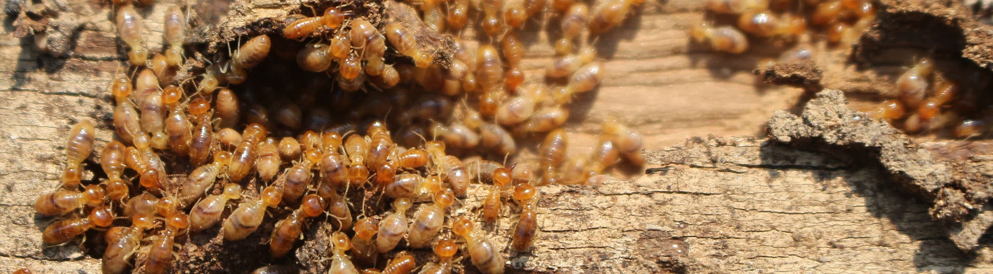 termites feeding on wood inside home