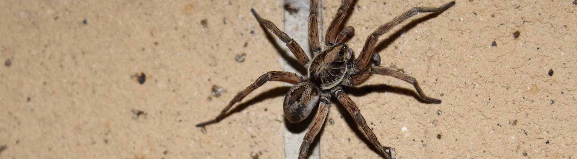 adult wolf spider crawling on wall