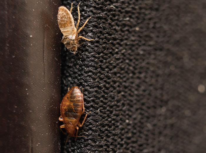 bed bugs found on box spring during inspection