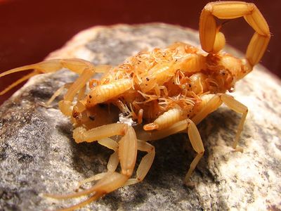 arizona bark scorpion with babies inside Phoenix home