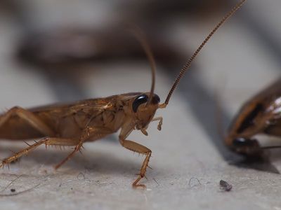 cockroach infestation