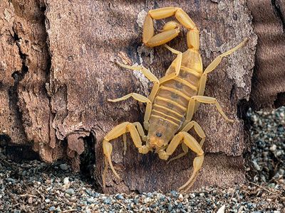 Arizona bark scorpion crawling outside Phoenix home