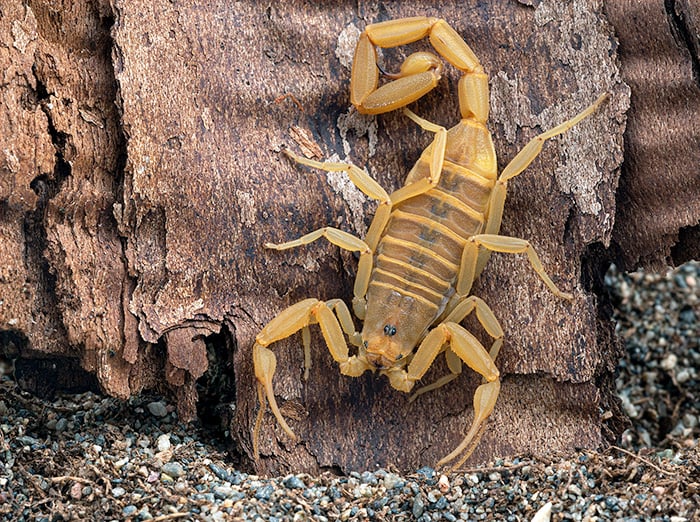 potentially dangerous scorpion in arizona