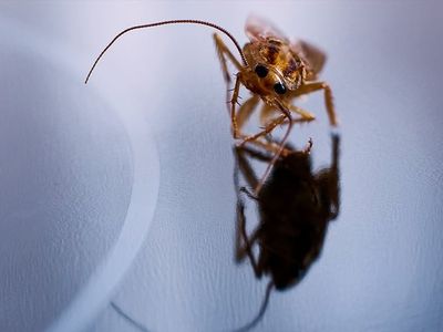 german roach running on counter