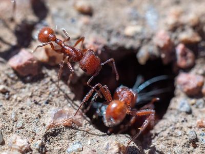 harvester ants searching for food in Phoenix