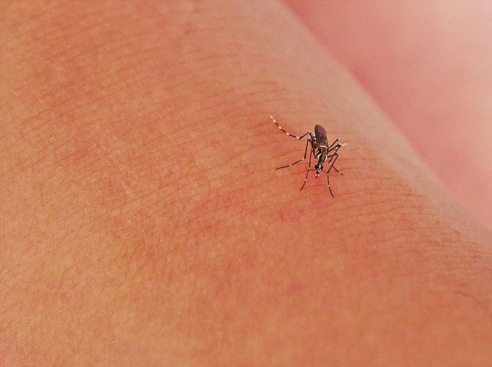 phoenix resident being bit by mosquito