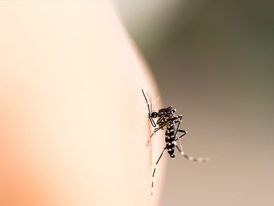 mosquito biting phoenix resident