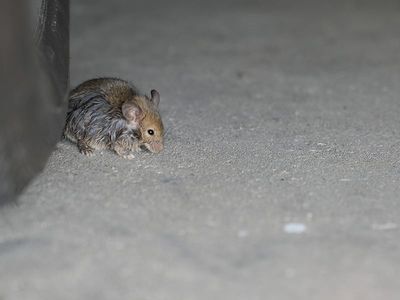mouse in garage