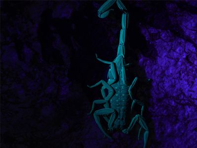 bark scorpion in phoenix