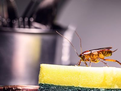 cockroach on kitchen sponge