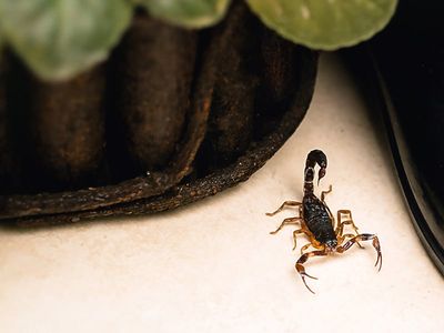 scorpion on counter