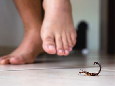 phoenix homeowner almost stepping on scorpion